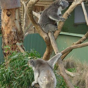 Koalas - Phillip Island Wildlife Park