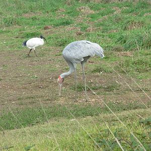 Sarus Crane - Phillip Island Wildlife Park