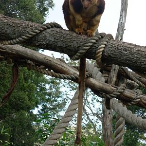 Tree Kangaroo - Melbourne Zoo