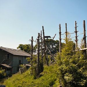 gibbon enclosure Durrell/Jersey