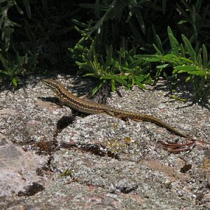 lizard at castle, Gorey, Jersey