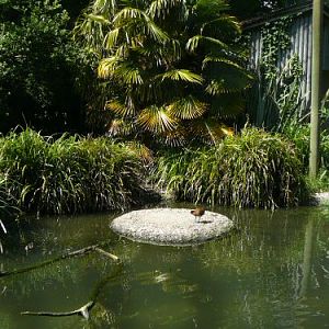 madagascar bird hides at Durrell/Jersey