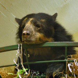 Female spectacled bear Durrell/Jersey