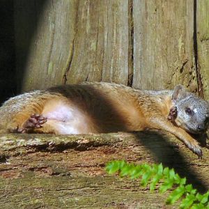 narrow striped mongoose at Durrell/Jersey