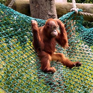Orangutan on net at Durrell/Jersey