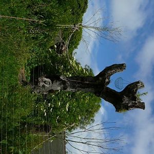 gentle lemur enclosure Durrell/Jersey