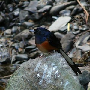 white rumped shama at Durrell/Jersey