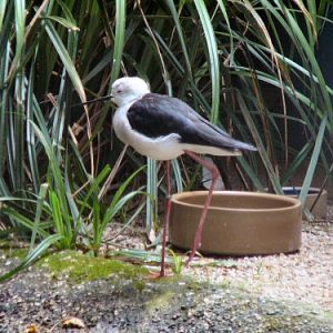 Black winged stilt at Durrell/Jersey