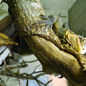 Lesser Antilles iguana at Durrell/Jersey