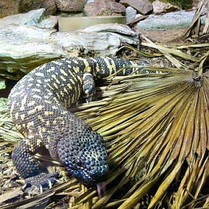 Beaded lizard Durrell/Jersey