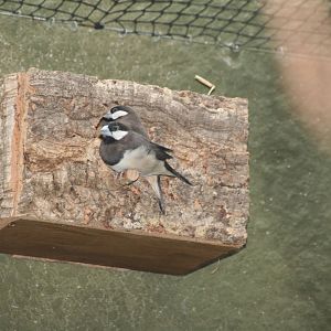 Timor sparrows - Chester zoo  June 08