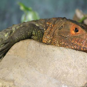 Caiman lizard - Chester zoo  June 08