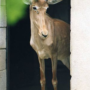 Hunters Hartebeest, Gladys Porter Zoo Brownsville