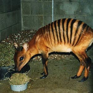 Zebradui8ker, Zoo Cincinnati