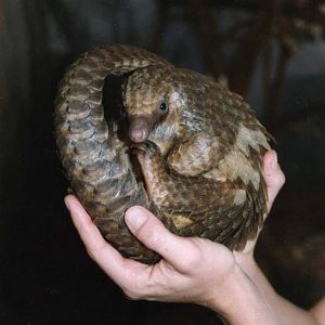 Tree Pangolin, Zoo Los Angeles