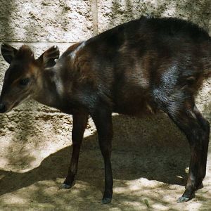 Black Duiker, Zoo Los Angeles