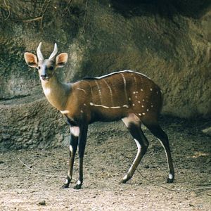 Bushbock, Gladys Porter Zoo Brownsville