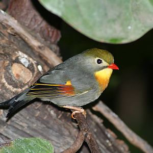 Pekin robin - Chester zoo  June 08