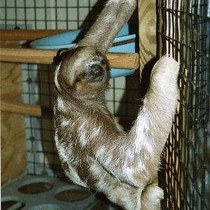 Three Toed Sloth, Dallas World Aquarium