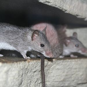 Mount Kulal spiny mice - Chester zoo  June 08