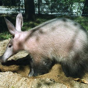 Aardvark, Brookfield Zoo