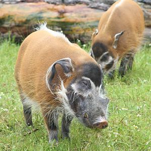 Red river hogs - Chester zoo  June 08