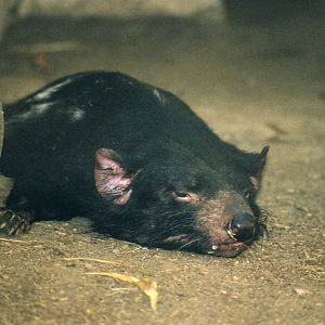 Tasmanian Devil