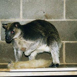 GrizzledTree Kangaroo, San Antonio Zoo