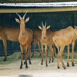Jacksons Hartebeest, San Antonio Zoo