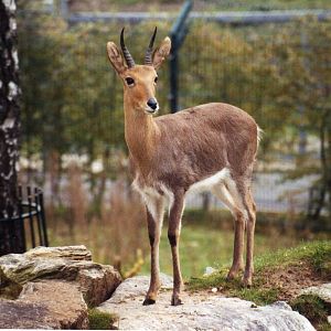 Mountain Reedbuck, Opel-Zoo Kronberg,Germany
