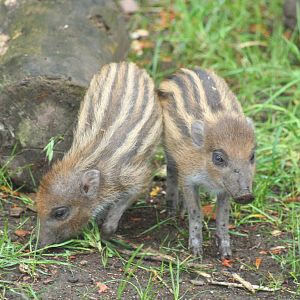 Visayan warty piglets - Chester zoo  June 08