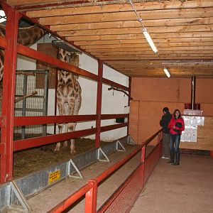 Giraffe house - South Lakes Wild Animal Park June 08