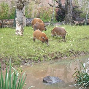 Red river hogs - Chester zoo  June 08