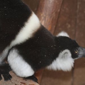 Belted ruffed lemur - South Lakes Wild Animal Park June 08