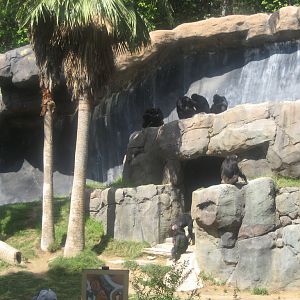 Chimpanzee exhibit at the Los Angeles Zoo