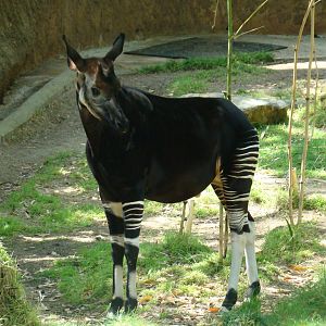 Okapi at the Los Angeles Zoo