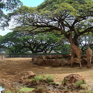 African Savanna exhibit at the Honolulu Zoo