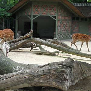 Dybowksi deer