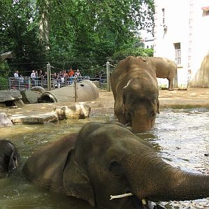 Indian elephants