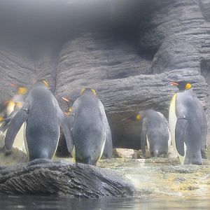 Penguins