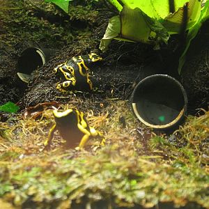 Poison dart frog
