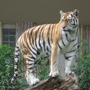 Tiger exhibit