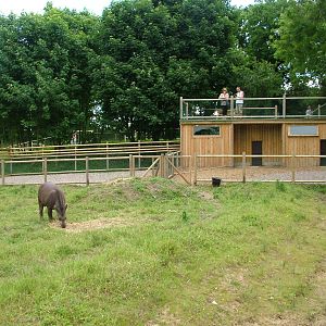Amazona Zoo, Cromer: Tapir and capybara enclosure
