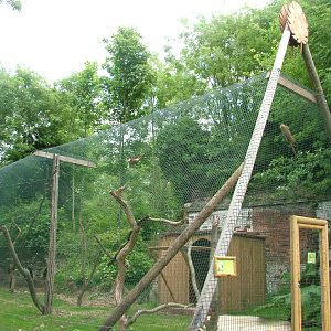 Amazona Zoo, Cromer: Second coati enclosure