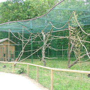 Amazona Zoo, Cromer: Geoffroy's Spider Monkeys