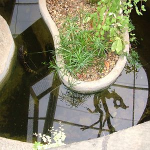 Amazona Zoo, Cromer: Caiman pool