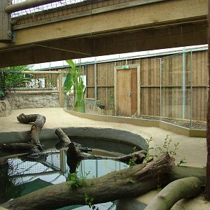 Amazona Zoo, Cromer: Caiman pool 2
