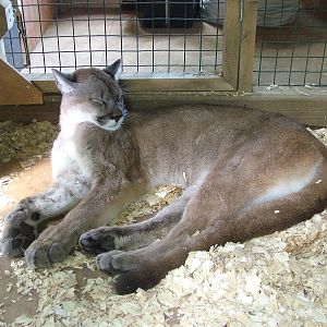 Amazona Zoo, Cromer: Puma