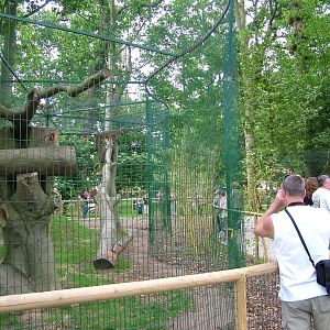 Amazona Zoo, Cromer: Puma enclosure
