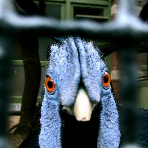 Delacour's crested fireback